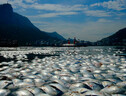 Migliaia di pesci morti nel lago per il canottaggio a Olimpiadi Rio 2016 (ANSA)