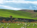 Dal G7 agricoltura, le azioni per sistemi più sostenibilità (ANSA)