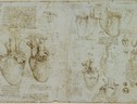 Disegni in cui Leonardo da Vinci rappresenta l'anatomia del cuore (ANSA)