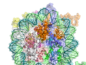 Dimostrato il ruolo fondamentale svolto dalle mutazioni che alterano il modo in cui è impacchettata la cromatina, l’aggregato di Dna e proteine che forma il nucleo delle cellule (fonte: Richard Wheeler via Wikipedia) (ANSA)