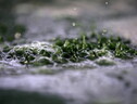 Da cucina a biocarburante, alghe business italiano da 1 miliardo (ANSA)