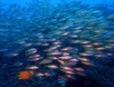 Almeno 15 minacce per la salute degli oceani (fonte: Emma Johnston) (ANSA)