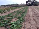 Maltempo: Coldiretti Puglia, 200mln di danni all'agricoltura (ANSA)