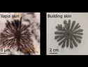 Organismi come la tilapia (a sinistra) possono cambiare colore e sfumature (fonte: Richard Wheeler,Creative Commons); a destra: la cella artificiale ispirata allo stesso meccanismo (fonte: Raphael Kay) (ANSA)