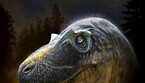 Daspletosaurus wilsoni aveva creste sopraccigliari uniche (fonte: © Andrey Atuchin & Badlands Dinosaur Museum) (ANSA)