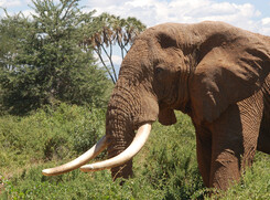 Giornata mondiale dell'elefante (archivio) (ANSA)