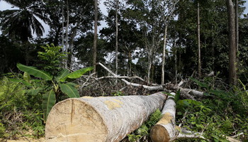 Un milione di firme per regolamento Ue anti-deforestazione (ANSA)