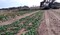 Maltempo: Coldiretti Puglia, 200mln di danni all'agricoltura (ANSA)