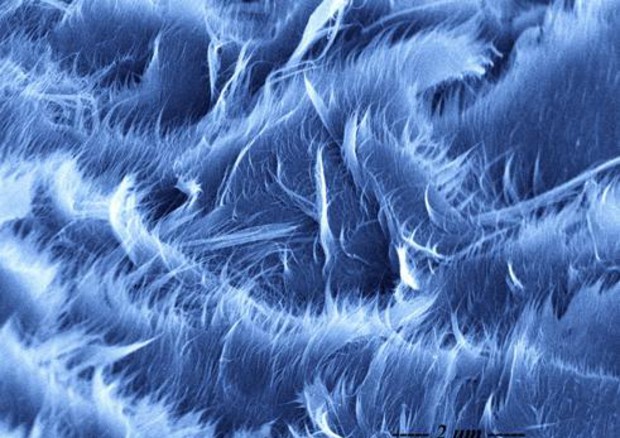 Fasci di nanotubi di carbonio (Laila Jaber-Ansari, Northwestern Scientific Images Contest) © Ansa