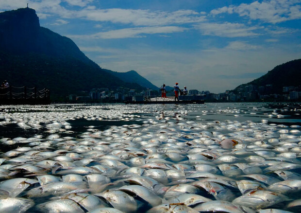 Migliaia di pesci morti nel lago per il canottaggio a Olimpiadi Rio 2016 © Ansa