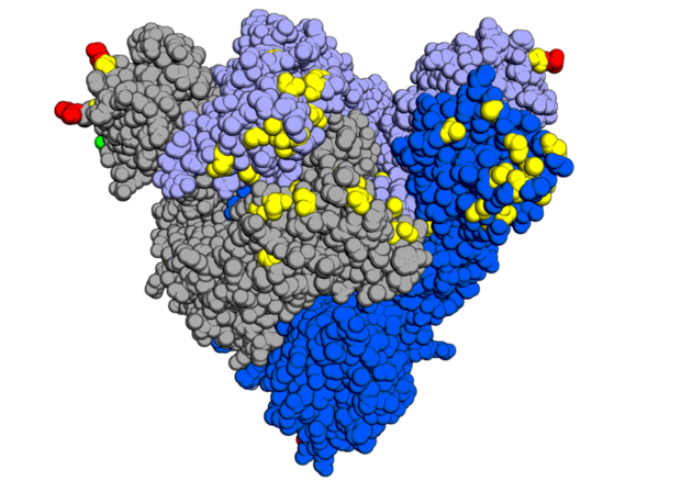 Rappresentazione grafica delle mutazioni presenti sulla proteina Spike della variante Omicron del virus SarsCoV2 (fonte: Opabinia regalis da Wikipedia) © Ansa