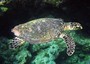 Università Bicocca salva tartarughe marine, task force Maldive