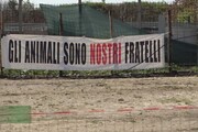 Roma, peste suina: la battaglia per evitare l'abbattimento di 140 animali