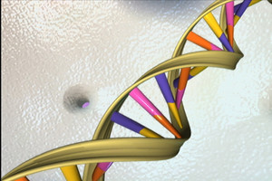 La struttura a doppia elica del Dna (fonte: National Human Genome Research Institute) (ANSA)