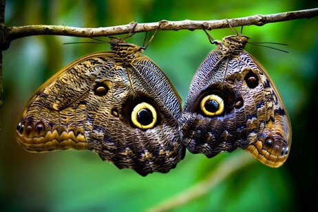 Il Dna delle farfalle è inalterato da 250 milioni di anni (fonte: Edwin Dalorzo, Flickr)