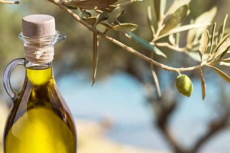 Slow Food, costi e clima incidono su olivicoltura