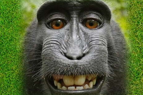 Anche le scimmi hanno il senso dell'umorismo (fonte: PickPik)