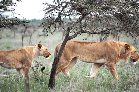 I leoni in Africa orientale hanno modificato le loro abitudini di caccia, dopo che il loro ecosistema è stato sconvolto da una specie invasiva di formiche (fonte: Todd Palmer)