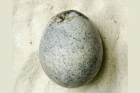 L’antico uovo di età romana recuperato intatto nella cittadina di Aylesbury (fonte: © Oxford Archaeology)
