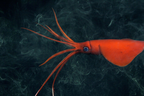 Una delle nuove specie scoperte nelle montagne sottomarine al largo del Cile (fonte: Schmidt Ocean Institute)