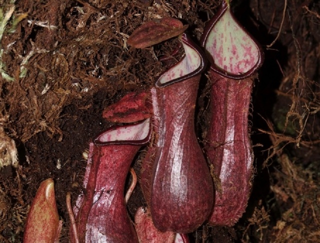 La pianta carnivora Nepenthes pudica, la prima del genere scoperta nel sottosuolo (fonte: Martin Dančák)