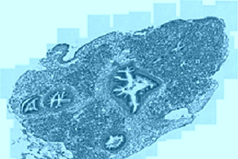 Sezione di tessuto di mollusco vista al microscopio ottico (fonte: Marco Girasole) - RIPRODUZIONE RISERVATA