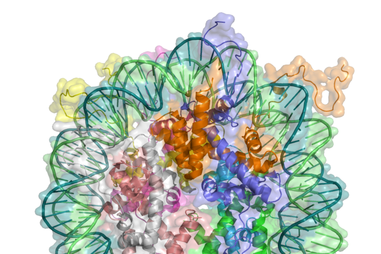 Dimostrato il ruolo fondamentale svolto dalle mutazioni che alterano il modo in cui è impacchettata la cromatina, l’aggregato di Dna e proteine che forma il nucleo delle cellule (fonte: Richard Wheeler via Wikipedia) - RIPRODUZIONE RISERVATA