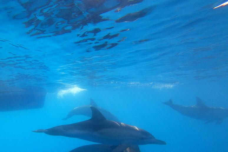 Pronta la mappa del Dna dei delfini australiani, ottenuta grazie a 200 esemplari che vivono lungo i 3.000 chilometri della costa meridionale (Fonte: Photo courtesy Temptation Sailing, S Australia) - RIPRODUZIONE RISERVATA