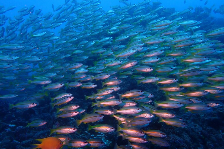 Almeno 15 minacce per la salute degli oceani (fonte: Emma Johnston) - RIPRODUZIONE RISERVATA