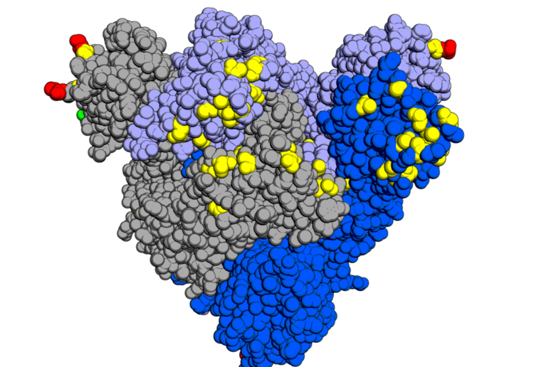 Rappresentazione grafica delle mutazioni presenti sulla proteina Spike della variante Omicron del virus SarsCoV2 (fonte: Opabinia regalis da Wikipedia) - RIPRODUZIONE RISERVATA