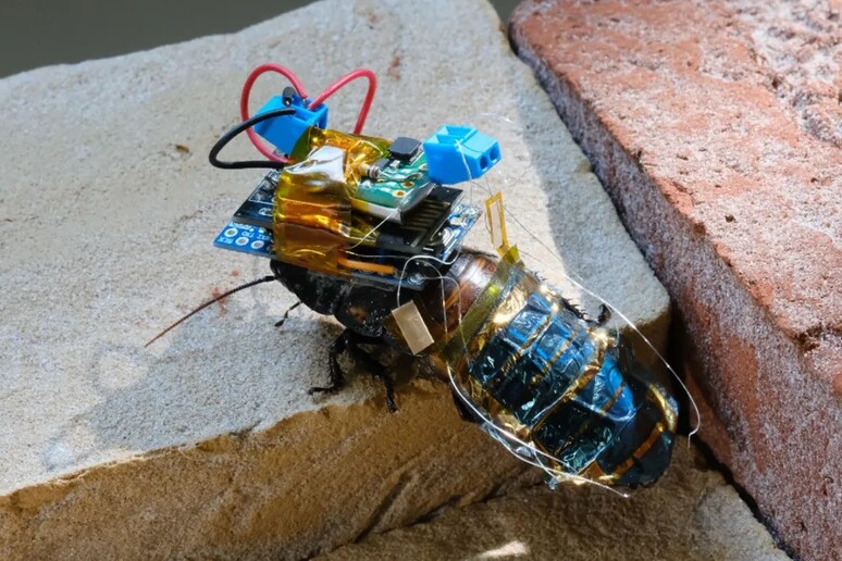 Lo scarafaggio cyborg sviluppato all’Istituto Riken (fonte: Yujiro Kakei et al., 2022 npj Flexible Electronics) - RIPRODUZIONE RISERVATA