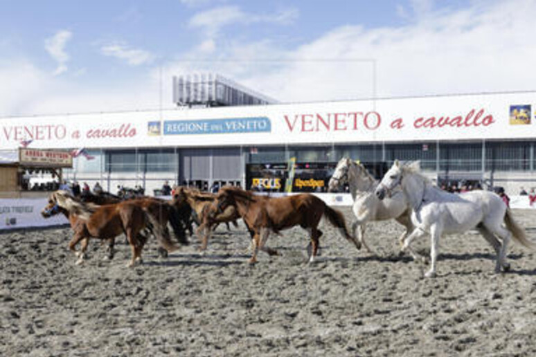 Verona capitale del mondo equestre, torna da domani Fieracavalli - RIPRODUZIONE RISERVATA