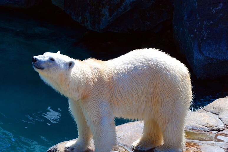 Il maglione del futuro imita la struttura del pelo degli orsi polari (fonte: pixabay) -     RIPRODUZIONE RISERVATA
