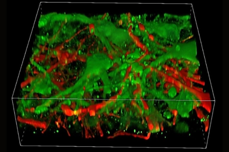 Ricostruzione in 3D del tessuto cerebrale stampato con strati colorati in verde e rosso. (Yan et al., Cellule staminali, 2024) -     RIPRODUZIONE RISERVATA
