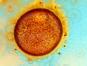 Ovocita umano ed uno spermatozoo che penetra nella zona pellucida (fonte: Spike Walker) (ANSA)