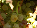 Il resveratrolo è molto diffuso sulla buccia degli acini d’uva nera (ANSA)