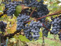L'uva nera è ricca di resveratrolo (ANSA)