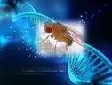 La luce blu degli schermi può accelerare l'invecchiamento (fonte: l'immagine del DNA è di Nogas1974; l'immagine della Drosophila melanogaster è di Max Westby) (ANSA)