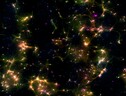 Neuroni al microscopio (fonte: Cortical Labs) (ANSA)