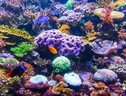 Particolare di una barriera corallina (fonte: Public Domain Pictures) (ANSA)