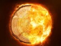 Nel tronco degli alberi il segno di una catastrofe cosmica (fonte: University of Queensland) (ANSA)