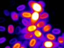 Un'immagine al microscopio di diverse spore batteriche che mostra anche il loro stato di attivazione (Fonte: Suel Lab – Kaito Kikuchi and Leticia Galera) (ANSA)
