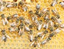 Dimezzata la longevità delle api in 50 anni (fonte: M. Phobos-F. Mikley, Wikimedia) (ANSA)