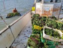Siccità: Delta Po; a pesca di alghe contro asfissia vongole (ANSA)