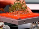 Le piantine coltivate durante un test a terra della camera di crescita di GreenCube (fonte: ENEA) (ANSA)