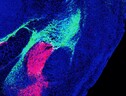 In verde la regione del talamo e in rosso la regione del tronco encefalico che inviano segnali all’amigdala (fonte: Salk Institute) (ANSA)