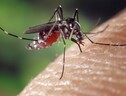 Scoperto il segreto del fiuto infallibile delle zanzare (fonte: Pixabay) (ANSA)