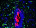 In rosso le cellule ependimali con proprietà di staminali nel sistema nervoso centrale (fonte: B. Frederico) (ANSA)