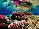 Una barreira corallina (fonte: Jim Maragos/U.S. Fish and Wildlife Service, da Wikipedia) (ANSA)
