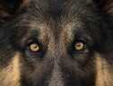 L'Antitrust europea contro l'americana Zoetis sull'antidolorifico per cani (ANSA)